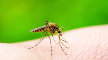 reduce mosquito bite