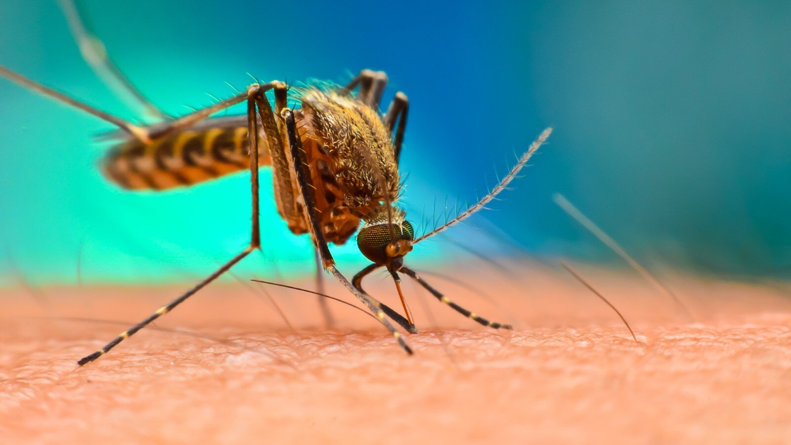Malaria Diet : मलेरिया से जल्दी ठीक होना है, तो डाइट में रखें कुछ जरूरी बातों का ध्यान