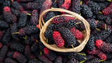 mulberry and health benefits