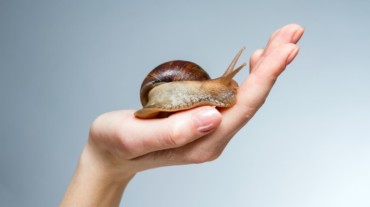 Snail mucin for skin