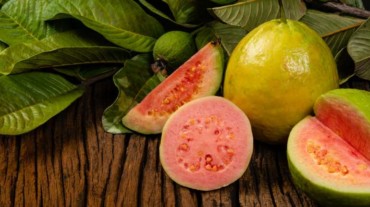guava for cough