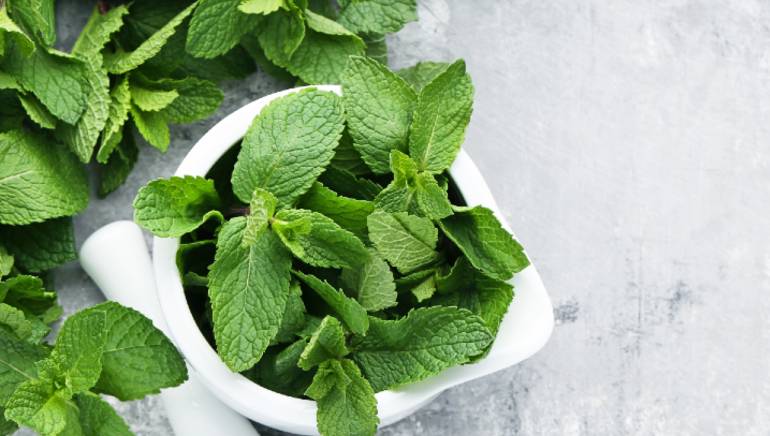Identifying the Right Time to Harvest Mint
