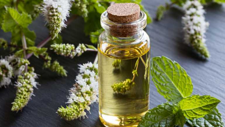 4 reasons why you need to try cooling peppermint oil for hair growth |  HealthShots