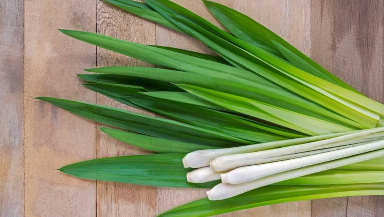 weight-loss-and-healthy-skin-here-are-5-reasons-to-fall-in-love-with-lemongrass