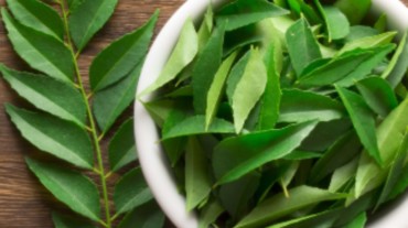 Curry leaf can help in weight loss