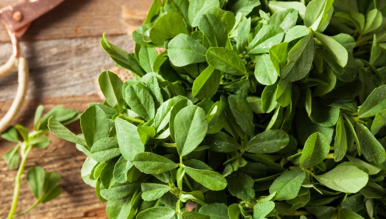 Foods for diabetes: Eating raw methi can prevent diabetes | HealthShots